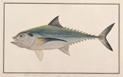 Hardtail Scad, aus Zeichnungen von Fischen von Malakka, ca. 1805-18